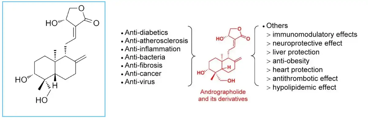 Andrographolide Supplier.jpg